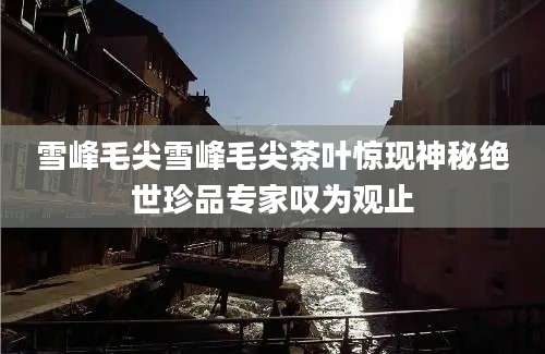 雪峰毛尖雪峰毛尖茶叶惊现神秘绝世珍品专家叹为观止