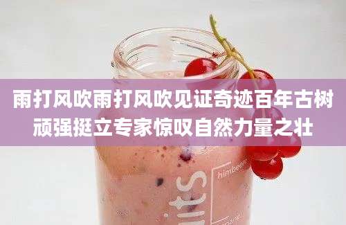 雨打风吹雨打风吹见证奇迹百年古树顽强挺立专家惊叹自然力量之壮