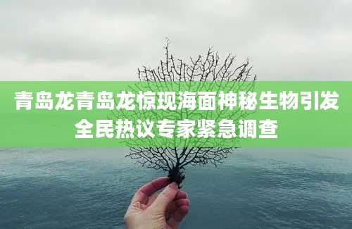 青岛龙青岛龙惊现海面神秘生物引发全民热议专家紧急调查