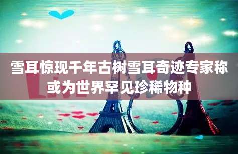 雪耳惊现千年古树雪耳奇迹专家称或为世界罕见珍稀物种