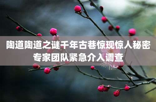 陶道陶道之谜千年古巷惊现惊人秘密专家团队紧急介入调查