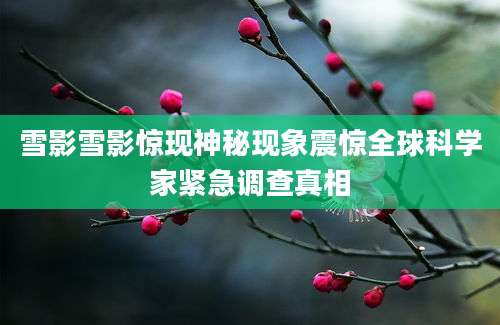 雪影雪影惊现神秘现象震惊全球科学家紧急调查真相